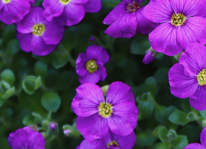 flowering garden border purple aubrieta
